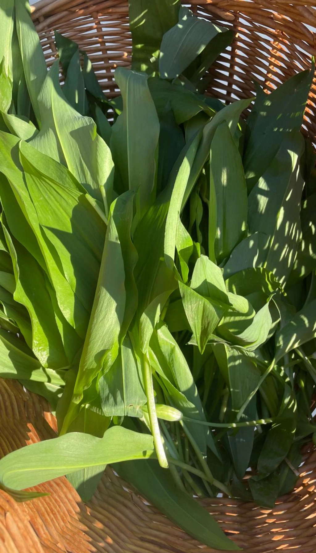 Bärlauch