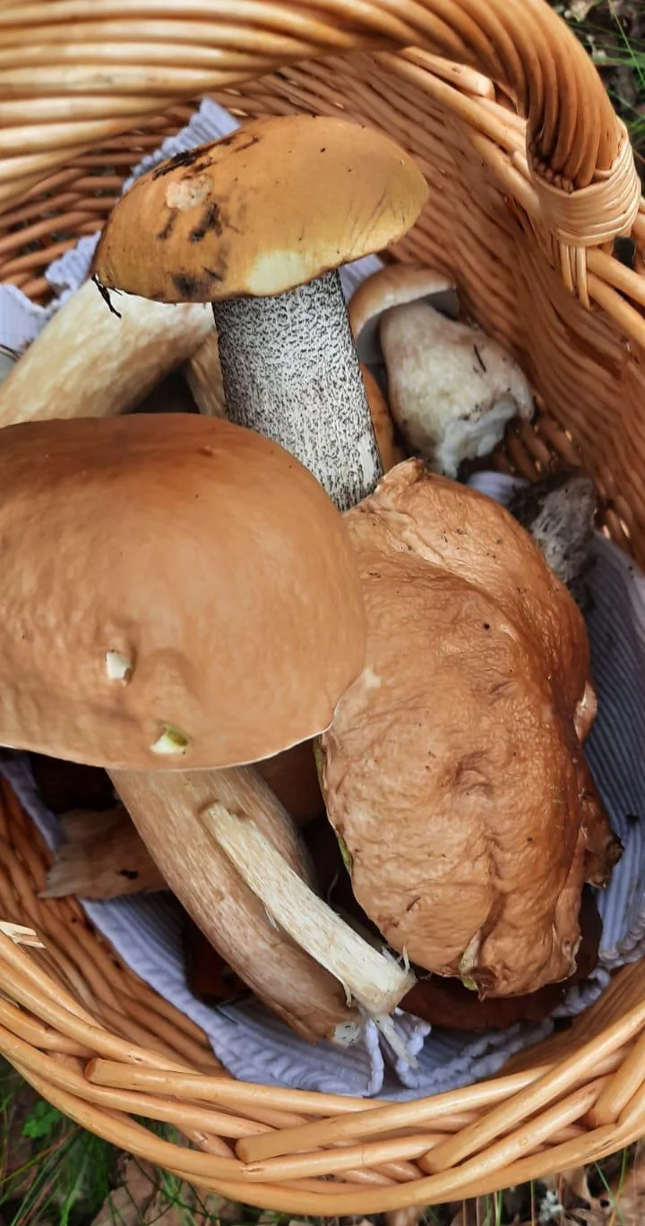 Steinpilz